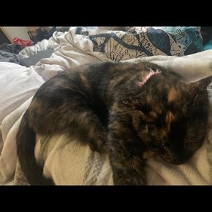 Meet your Posher, Tabitha